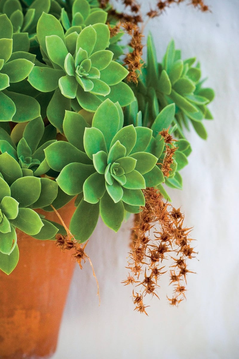 Succulent Walls