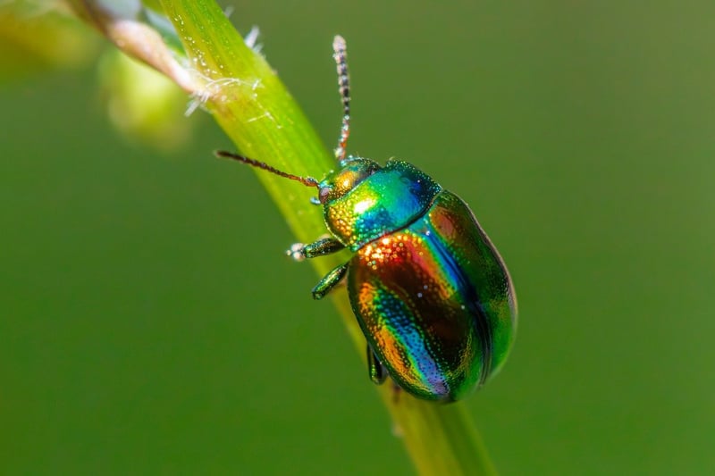 Vertical Pest Control
