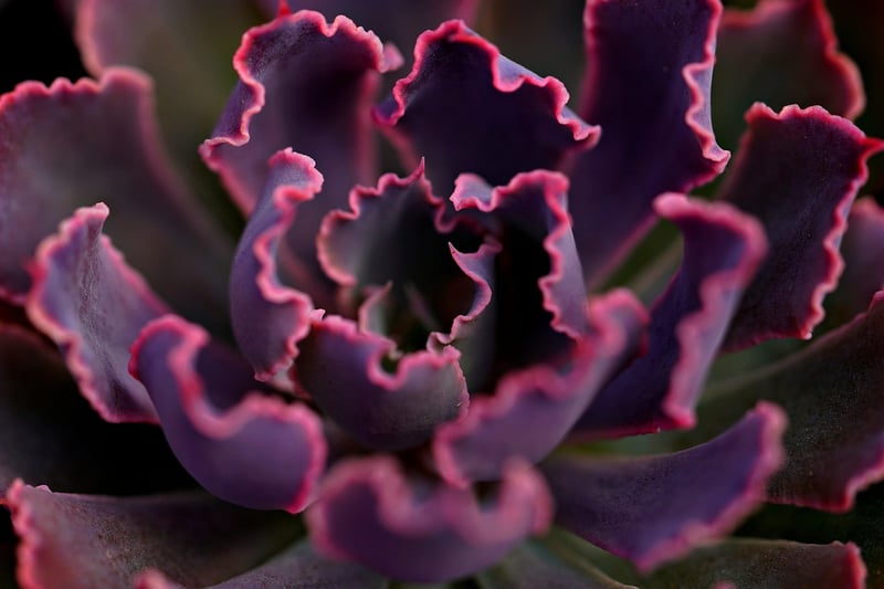 Succulent Wall Example
